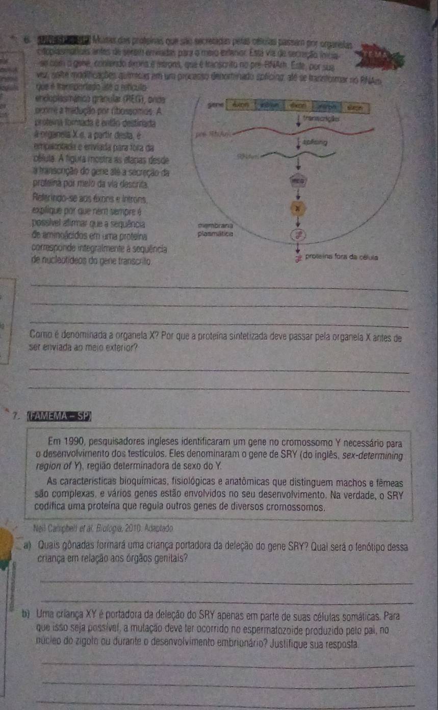 arnad e a ta Matas das proteinas que são secretadas petas céloras passam por organslas
cioplasmatiois antes de serem envadas para o mero extaror. Está via de secração inícia
se com o gene, contendo ána é istrons, que é transcrito no pre-RNArh. Este, por sue
vez, sote modificações quimesas em um procasso denominado spficing, alé se transtormar no RNAm
que é tansporíago usé a refículo
endoplasmático gránular (REG), orda
pcoms a midução por ribossomos. A
proteína formada é então destinada
à organela X.e, a partir desta, é 
empioptada e enviada para fora da
obluta. A figura mostra as elapas desde
a transcrição do gene alé a secreção da
proteína por melo da via descrita.
Referingo-se aos éxons e introns,
explique por que nem sempre é
possível afirmar que a sequência 
de aminoácidos em uma proteina 
corresponde integralmente à sequência
de nucleotídeos do gene transcrito
_
_
_
Como é denominada a organela X? Por que a proteína sintetizada deve passar pela organela X antes de
ser enviada ao mejo exterior?
_
_
？ (FAMEMA - SP)
Em 1990, pesquisadores ingleses identificaram um gene no cromossomo Y necessário para
o desenvolvimento dos testículos. Eles denominaram o gene de SRY (do inglês, sex-determining
region of Y), região determinadora de sexo do Y.
As características bioquímicas, fisiológicas e anatômicas que distinguem machos e fêmeas
são complexas, e vários genes estão envolvidos no seu desenvolvimento. Na verdade, o SRY
codifica uma proteína que reguia outros genes de diversos cromossomos.
Neil Camphell of al. Biología, 2010. Adaptado
a) Quais gônadas formará uma criança portadora da deleção do gene SRY? Qual será o fenótipo dessa
criança em relação aos órgãos genitais?
_
_
b) Uma criança XY é portadora da deleção do SRY apenas em parte de suas células somáticas. Para
que isso seja possível, a mulação deve ter ocorrido no espermatozoide produzido pelo pai, no
núcieo do zigoto ou durante o desenvolvimento embrionário? Justifique sua resposta.
_
_
_