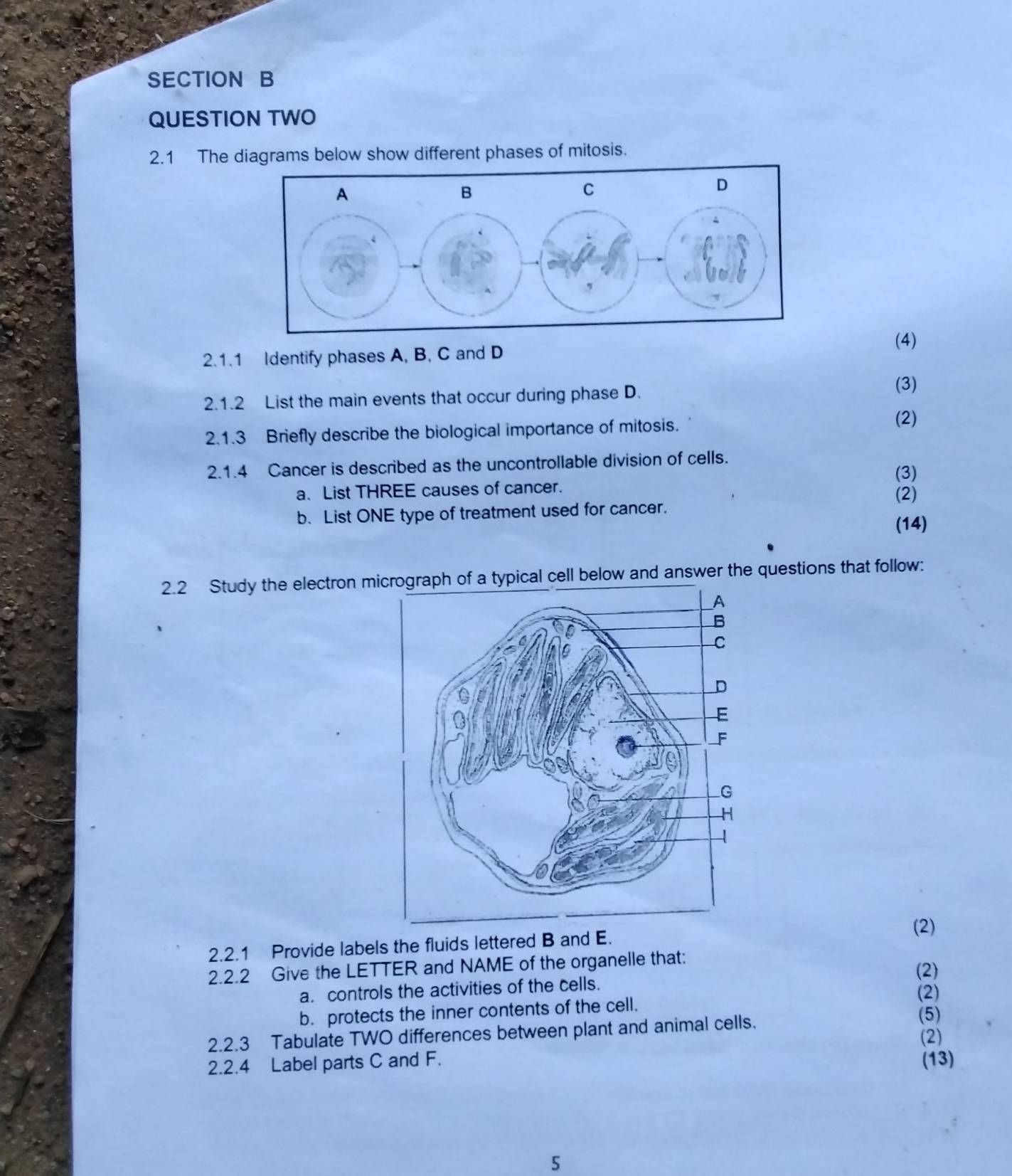 QUESTION TWO 
2.1 The diagrams below show different phases of mitosis. 
(4) 
2.1.1 Identify phases A, B, C and D
2.1.2 List the main events that occur during phase D. 
(3) 
2.1.3 Briefly describe the biological importance of mitosis. 
(2) 
2.1.4 Cancer is described as the uncontrollable division of cells. 
(3) 
a. List THREE causes of cancer. 
(2) 
b. List ONE type of treatment used for cancer. (14) 
2.2 Study the electron micrograph of a typical cell below and answer the questions that follow: 
2.2.1 Provide labels the fluids lettered B and E. 
(2) 
2.2.2 Give the LETTER and NAME of the organelle that: (2) 
a. controls the activities of the cells. 
(2) 
b. protects the inner contents of the cell. 
(5) 
2.2.3 Tabulate TWO differences between plant and animal cells. (2) 
2.2.4 Label parts C and F. (13) 
5