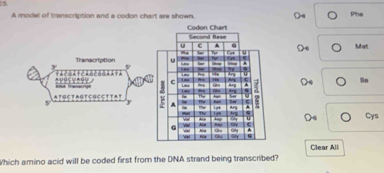 A model of transcription and a codon chart are shown. Phe 
Transcription Met 
3' 5 
AUG CUAGU +λさà i +Chà とàà Aλ +λ lle 
INA Transcrip
5
3' 
ATECTAGTEGCCTIAT 
Cys 
Clear All 
Which amino acid will be coded first from the DNA strand being transcribed?