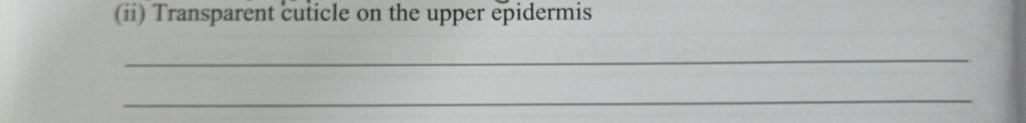 (ii) Transparent cuticle on the upper epidermis 
_ 
_