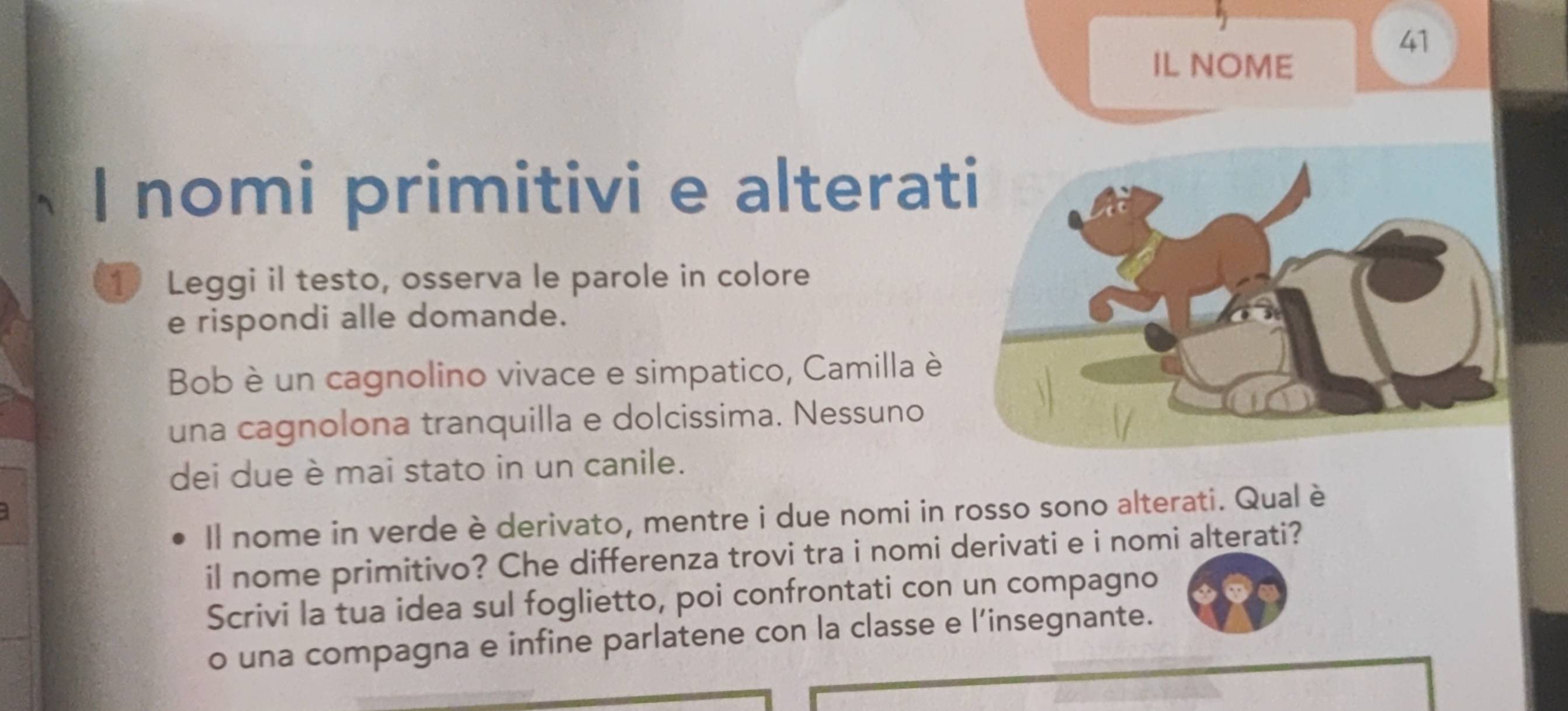 IL NOME 
I nomi primitivi e alterat 
1 Leggi il testo, osserva le parole in colore 
e rispondi alle domande. 
Bob è un cagnolino vivace e simpatico, Camilla è 
una cagnolona tranquilla e dolcissima. Nessuno 
dei due è mai stato in un canile. 
Il nome in verde è derivato, mentre i due nomi in rosso sono alterati. Qual è 
il nome primitivo? Che differenza trovi tra i nomi derivati e i nomi alterati? 
Scrivi la tua idea sul foglietto, poi confrontati con un compagno 
o una compagna e infine parlatene con la classe e l’insegnante.