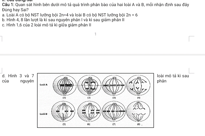 Quan sát hình bên dưới mô tả quá trình phân bào của hai loài A và B, mỗi nhận định sau đây
Đúng hay Sai?
a. Loài A có bộ NST lưỡng bội 2n=4 và loài B có bộ NST lưỡng bội 2n=6
b. Hình 4, 8 lần lượt là kì sau nguyên phân I và kì sau giảm phân II
c. Hình 1, 6 của 2 loài mô tả kì giữa giảm phân II
d. Hình 3 vàài mô tả kì sau
của nguyhân