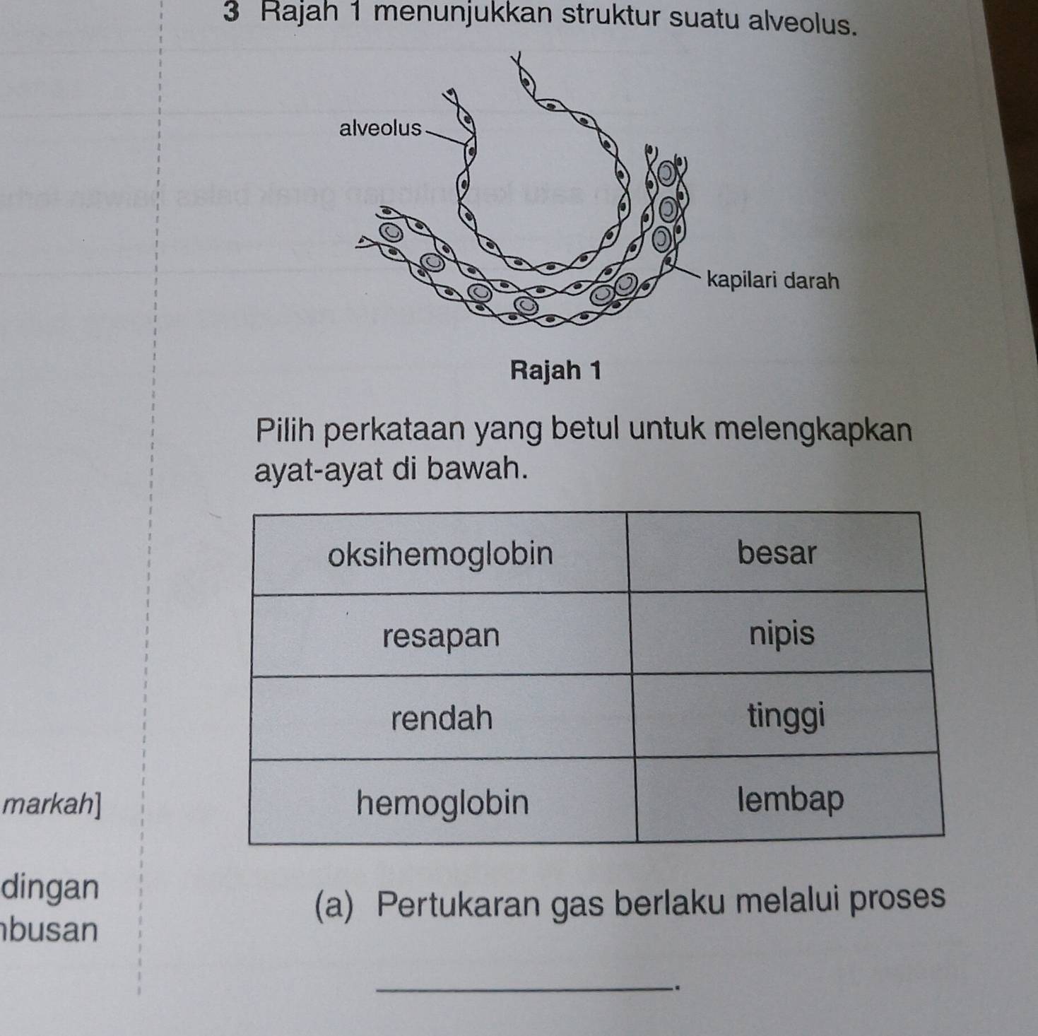 Rajah 1 menunjukkan struktur suatu alveolus. 
Pilih perkataan yang betul untuk melengkapkan 
ayat-ayat di bawah. 
markah] 
dingan 
(a) Pertukaran gas berlaku melalui proses 
busan 
_