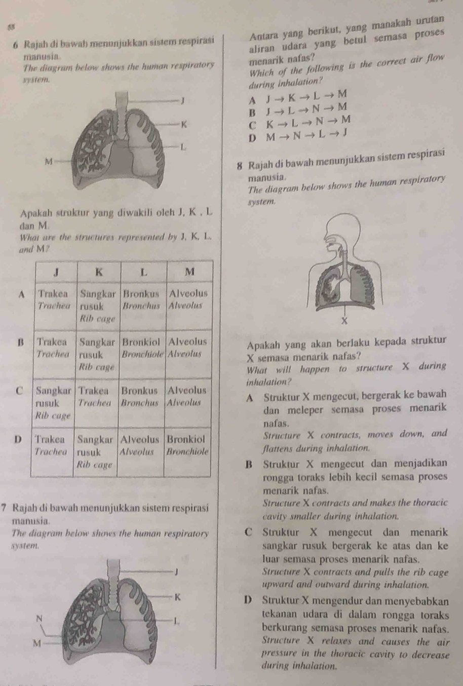 5
6 Rajah di bawah menunjukkan sistem respirasi Antara yang berikut, yang manakah urutan
aliran udara yang betul semasa proses
manosia
The diagram below shows the human respiratory menarik nafas?
Which of the following is the correct air flow
system.
during inhalation?
A J K L → M
B L N → M
C K L N → M
D M N L J
8 Rajah di bawah menunjukkan sistem respirasi
manusia.
The diagram below shows the human respiratory
system.
Apakah struktur yang diwakili olch J, K. L
dan M
What are the structures represented by J, K, L.
and M?
x
B Apakah yang akan berlaku kepada struktur
X semasa menarik nafas?
What will happen to structure X during
c inhalation?
A Struktur X mengecut, bergerak ke bawah
dan meleper semasa proses menarik
nafas.
D Structure X contracts, moves down, and
flattens during inhalation.
B Struktur X mengecut dan menjadikan
rongga toraks lebih kecil semasa proses
menarik nafas.
7 Rajah di bawah menunjukkan sistem respirasi Structure X contracts and makes the thoracic
manusia. cavity smaller during inhalation.
The diagram below shows the human respiratory C Struktur X mengecut dan menarik
system. sangkar rusuk bergerak ke atas dan ke
luar semasa proses menarik nafas.
Structure X contracts and pulls the rib cage
upward and outward during inhalation.
D Struktur X mengendur dan menyebabkan
tekanan udara di dalam rongga toraks
berkurang semasa proses menarik nafas.
Structure X relaxes and causes the air
pressure in the thoracic cavity to decrease
during inhalation.