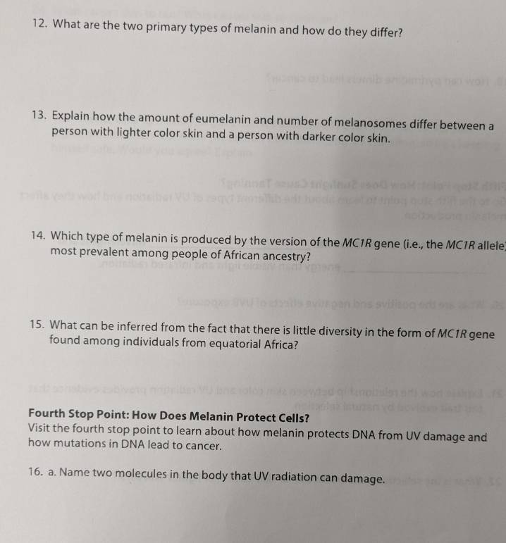 What are the two primary types of melanin and how do they differ? 
13. Explain how the amount of eumelanin and number of melanosomes differ between a 
person with lighter color skin and a person with darker color skin. 
14. Which type of melanin is produced by the version of the MC1R gene (i.e., the MC1R allele 
most prevalent among people of African ancestry? 
15. What can be inferred from the fact that there is little diversity in the form of MC1R gene 
found among individuals from equatorial Africa? 
Fourth Stop Point: How Does Melanin Protect Cells? 
Visit the fourth stop point to learn about how melanin protects DNA from UV damage and 
how mutations in DNA lead to cancer. 
16. a. Name two molecules in the body that UV radiation can damage.