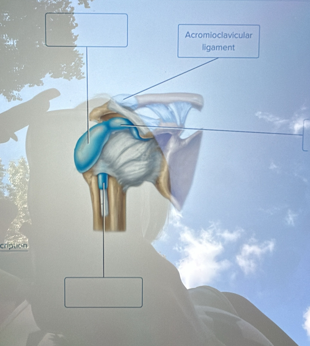 Acromioclavicular 
ligament 
cription