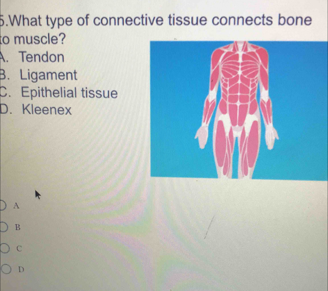 Solved: What type of connective tissue connects bone to muscle? A ...
