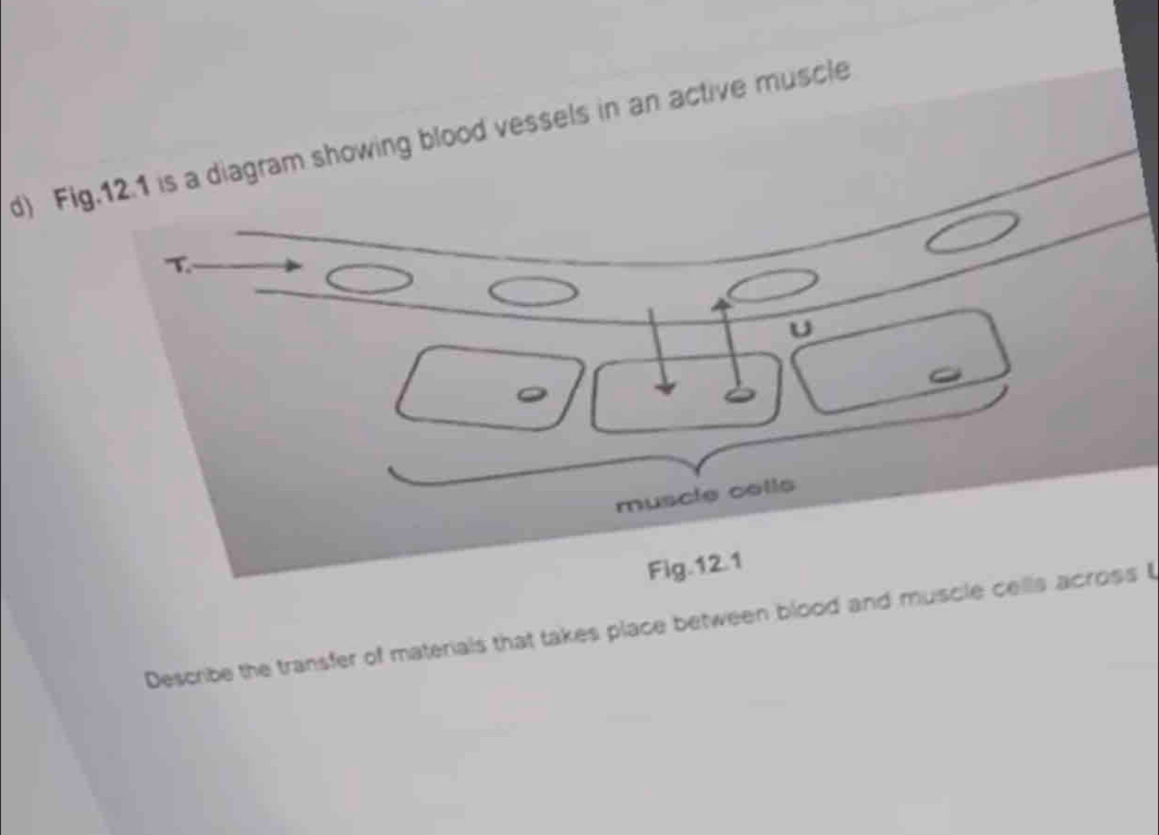 Fig.12.1 is a diagram showing blood vessels in an active muscle 
T. 
U 
muscle cells 
Fig.12.1 
Describe the transfer of materials that takes place between blood and muscle cells across t