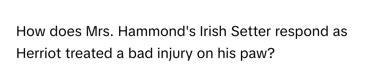 How does Mrs. Hammond's Irish Setter respond as Herriot treated a bad injury on his paw?