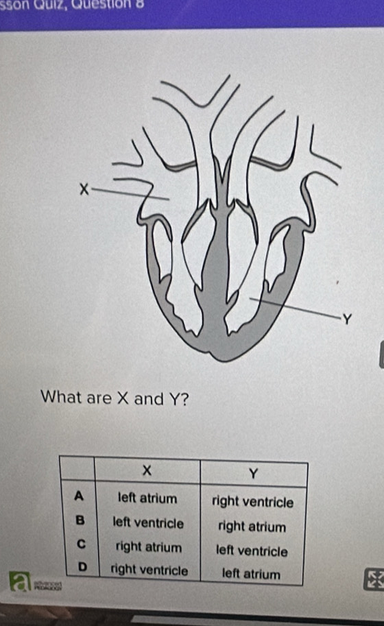 sson Quiz, Questión 8 
What are X and Y?