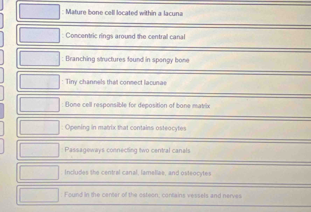 Mature bone cell located within a lacuna 
: Concentric rings around the central canal 
: Branching structures found in spongy bone 
: Tiny channels that connect lacunae 
: Bone cell responsible for deposition of bone matrix 
: Opening in matrix that contains osteocytes 
Passageways connecting two central canals 
; Includes the central canal, lamellae, and osteocytes 
; Found in the center of the osteon; contains vessels and nerves