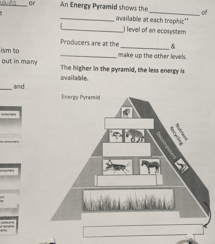 or An Energy Pyramid shows the 
_of 
_available at each trophic** 
_) level of an ecosystem 
Producers are at the 
_& 
ism to _make up the other levels. 
out in many The higher in the pyramid, the less energy is 
available. 
_and 
consumers 
consumers 
onsumers 
rm 
he 
consume 
d remains 
isms.