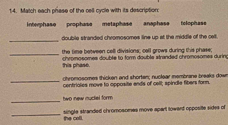 Match each phase of the cell cycle with its description; 
interphase prophase metaphase anaphase telophase 
_ 
double stranded chromosomes line up at the middle of the cell. 
_ 
the time between cell divisions; cell grows during this phase; 
chromosomes double to form double stranded chromosomes during 
this phase. 
_ 
chromosomes thicken and shorten; nuclear membrane breaks down 
centrioles move to opposite ends of cell; spindle fibers form. 
_ 
two new nuclei form 
_ 
single stranded chromosomes move apart toward opposite sides of 
the cell.