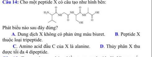 Cho một peptide X có câu tạo như hình bên:
Phát biều nào sau đây đúng?
A. Dung dịch X không có phản ứng màu biuret. B. Peptide X
thuộc loại tripeptide.
C. Amino acid đầu C của X là alanine. D. Thủy phân X thu
được tổi đa 4 dipeptide.