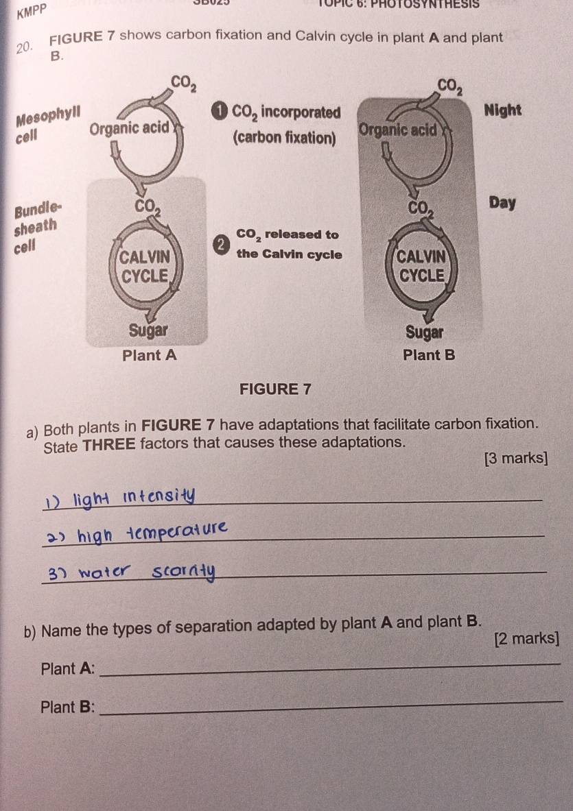 KMPP
TΟPÍC 6: PHOTOSYNTHESIS
20. FIGURE 7 shows carbon fixation and Calvin cycle in plant A and plant
B.
c
B
s
c
FIGURE 7
a) Both plants in FIGURE 7 have adaptations that facilitate carbon fixation.
State THREE factors that causes these adaptations.
[3 marks]
_
_
_
b) Name the types of separation adapted by plant A and plant B.
[2 marks]
Plant A:
_
Plant B:
_