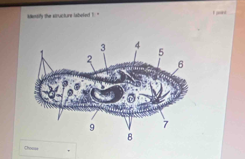 dentify the structure labeled 1 : "' I point 
Choose