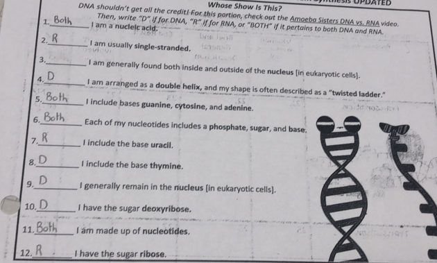 Whose Show Is This? 
DNA shouldn’t get all the credit! For this portion, check out the Amoeba Sisters DNA vs. RNA video. 
Then, write "D” if for DNA, “R” if for RNA, or “BOTH” if it pertains to both DNA and RNA 
1._ I am a nucleic acid. 
2._ I am usually single-stranded. 
3._ I am generally found both inside and outside of the nucleus [in eukaryotic cells]. 
4._ I am arranged as a double helix, and my shape is often described as a “twisted ladder.” 
5._ I include bases guanine, cytosine, and adenine. 
6._ Each of my nucleotides includes a phosphate, sugar, and base. 
7._ I include the base uracil. 
8._ I include the base thymine. 
9._ I generally remain in the nucleus [in eukaryotic cells]. 
10._ I have the sugar deoxyribose. 
11._ I am made up of nucleotides. 
12._ I have the sugar ribose.