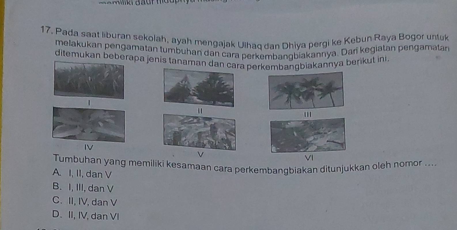 Pada saat liburan sekolah, ayah mengajak Ulhaq dan Dhiya pergi ke Kebun Raya Bogor untuk
melakukan pengamatan tumbuhan dan cara perkembangbiakannya. Dari kegiatan pengamatan
ditemukan beberapa jenis tanaman dan cara perkembangbiakannya berikut ini.
''
IV
VI
Tumbuhan yang memiliki kesamaan cara perkembangbiakan ditunjukkan oleh nomor ....
A. I, II, dan V
B. I, III, dan V
C. II, IV, dan V
D. II, IV, dan VI