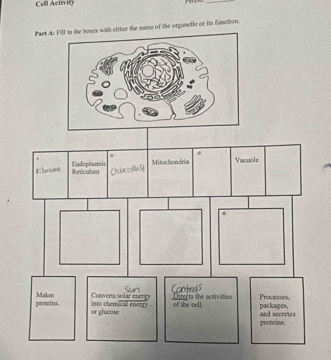 Cell Activity 
_ 
Part A:s with either the name of the organelle or its function.