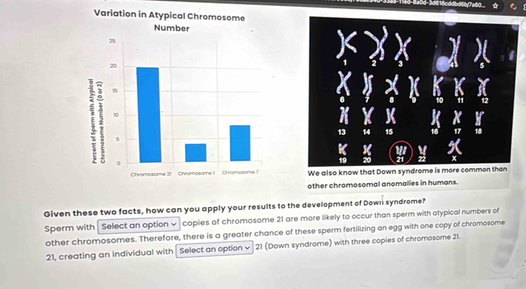 Variation in Atypical Chromosome 
We also know that Down syndrome is more common than 
other chromosomal anomalies in humans. 
Given these two facts, how can you apply your results to the development of Down syndrome? 
Sperm with Select an option √ copies of chromosome 21 are more likely to occur than sperm with atypical numbers of 
other chromosomes. Therefore, there is a greater chance of these sperm fertilizing an egg with one copy of chromosome
21, creating an individual with Select an option 21 (Down syndrome) with three copies of chromosome 21.