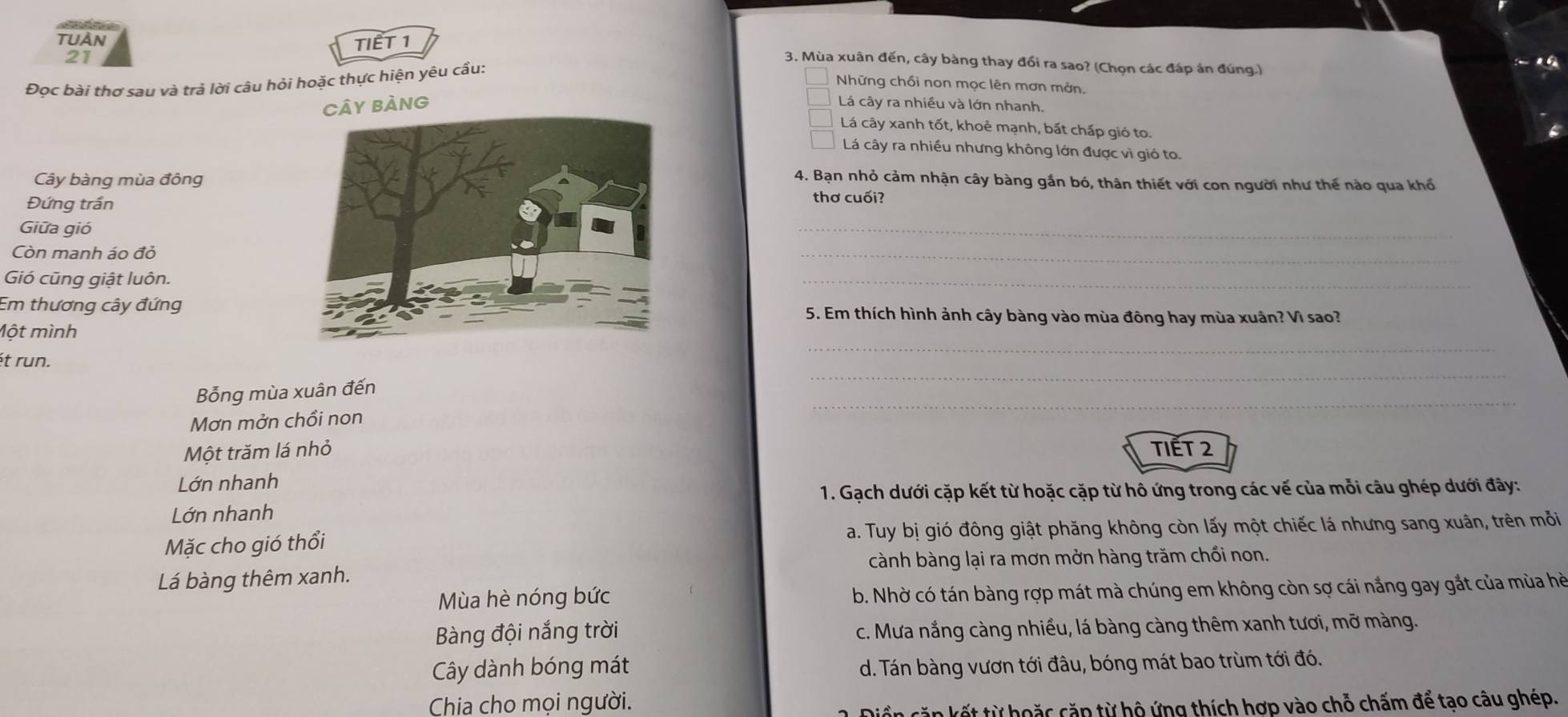 TUAN
TIẾT 1
21
3. Mùa xuân đến, cây bàng thay đổi ra sao? (Chọn các đáp án đúng.)
Đọc bài thơ sau và trả lời câu hỏi hoặc thực hiện yêu cầu:
Những chối non mọc lên mơn mởn.
CâY BÀNG Lá cây ra nhiều và lớn nhanh.
Lá cây xanh tốt, khoẻ mạnh, bất chấp gió to.
Lá cây ra nhiều nhưng không lớn được vì gió to.
Cây bàng mùa đông
4. Bạn nhỏ cảm nhận cây bàng gần bó, thân thiết với con người như thế nào qua khổ
Đứng trần
thơ cuối?
Giữa gió
_
Còn manh áo đỏ
_
Gió cũng giật luôn.
_
Em thương cây đứng5. Em thích hình ảnh cây bàng vào mùa đông hay mùa xuân? Vì sao?
_
Một mình
ét run.
_
Bỗng mùa xuân đến
_
Mơn mởn chồi non
Một trăm lá nhỏ TIết 2
Lớn nhanh
1. Gạch dưới cặp kết từ hoặc cặp từ hô ứng trong các vế của mỗi câu ghép dưới đây:
Lớn nhanh
Mặc cho gió thổi a. Tuy bị gió đông giật phăng không còn lấy một chiếc lá nhưng sang xuân, trên mỗi
cành bàng lại ra mơn mởn hàng trăm chối non.
Lá bàng thêm xanh.
Mùa hè nóng bức b. Nhờ có tán bàng rợp mát mà chúng em không còn sợ cái nắng gay gắt của mùa hè
Bàng đội nắng trời c. Mưa nắng càng nhiều, lá bàng càng thêm xanh tươi, mỡ màng.
Cây dành bóng mát d. Tán bàng vươn tới đâu, bóng mát bao trùm tới đó.
Chia cho mọi người.
ần căp kết từ hoặc cặp từ hộ ứng thích hợp vào chỗ chấm để tạo câu ghép.