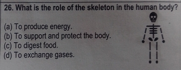 What is the role of the skeleton in the human body?
(a) To produce energy.
(b) To support and protect the body.
(c) To digest food.
(d) To exchange gases.