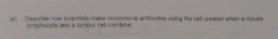 Describe how scientists make monocional antibodies using the cell created when a mouse 
lymphocyte and a tumbur cell combine.