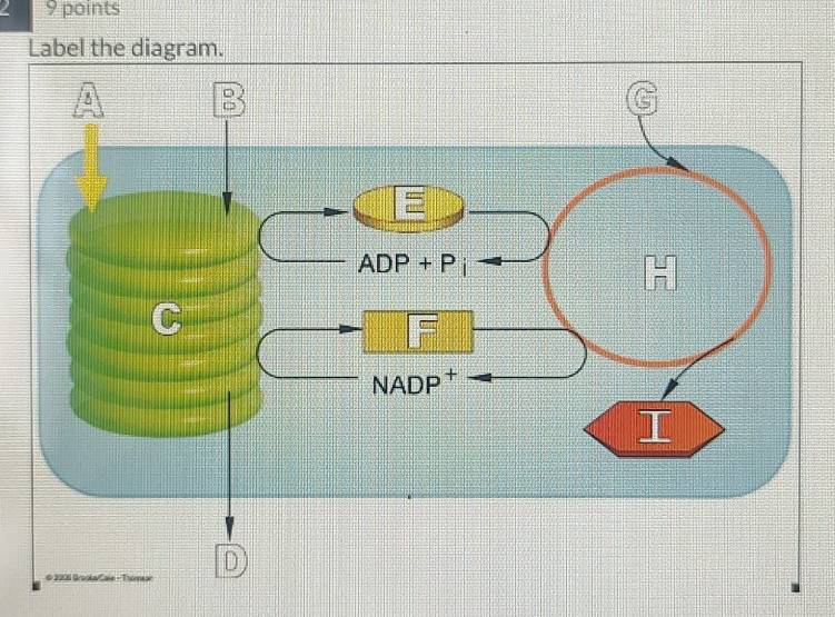 2 9 points
Label the diagram.