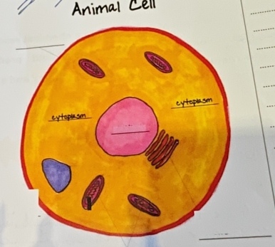 Animal Cell 
_ 
_ 
_