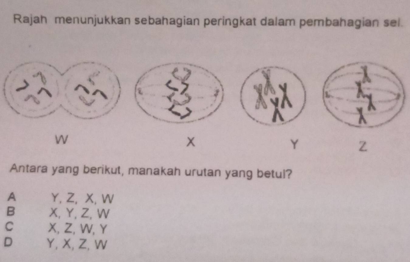 Rajah menunjukkan sebahagian peringkat dalam pembahagian sel.
WN
Y
Z
Antara yang berikut, manakah urutan yang betul?
A Y, Z, X, W
B X, Y, Z, W
C X, Z, W, Y
D Y, X, Z, W