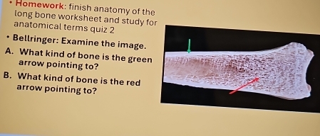 Homework: finish anatomy of the 
long bone worksheet and study f 
anatomical terms quiz 2 
Bellringer: Examine the image. 
A. What kind of bone is the green 
arrow pointing to? 
B. What kind of bone is the red 
arrow pointing to?