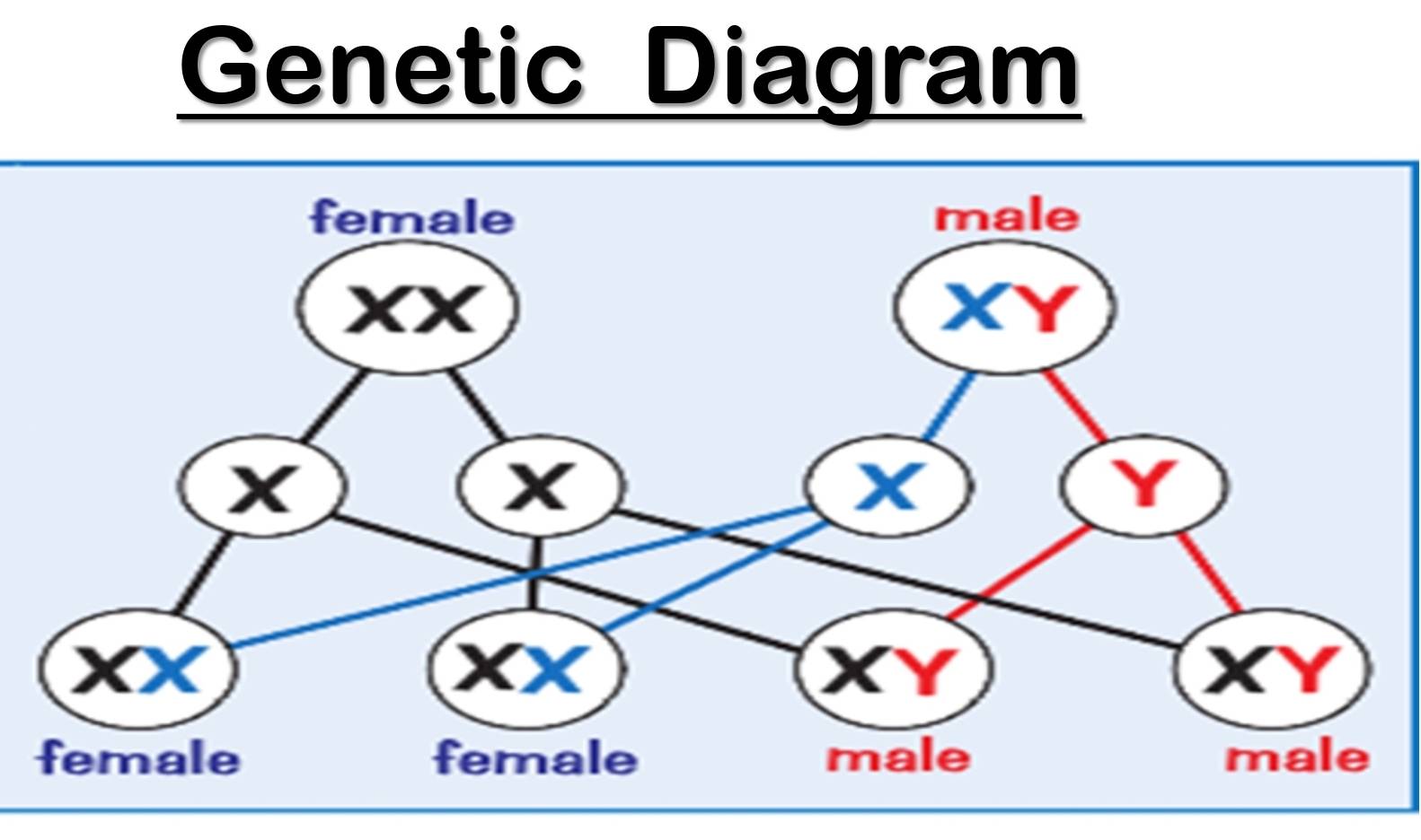 Genetic Diagram