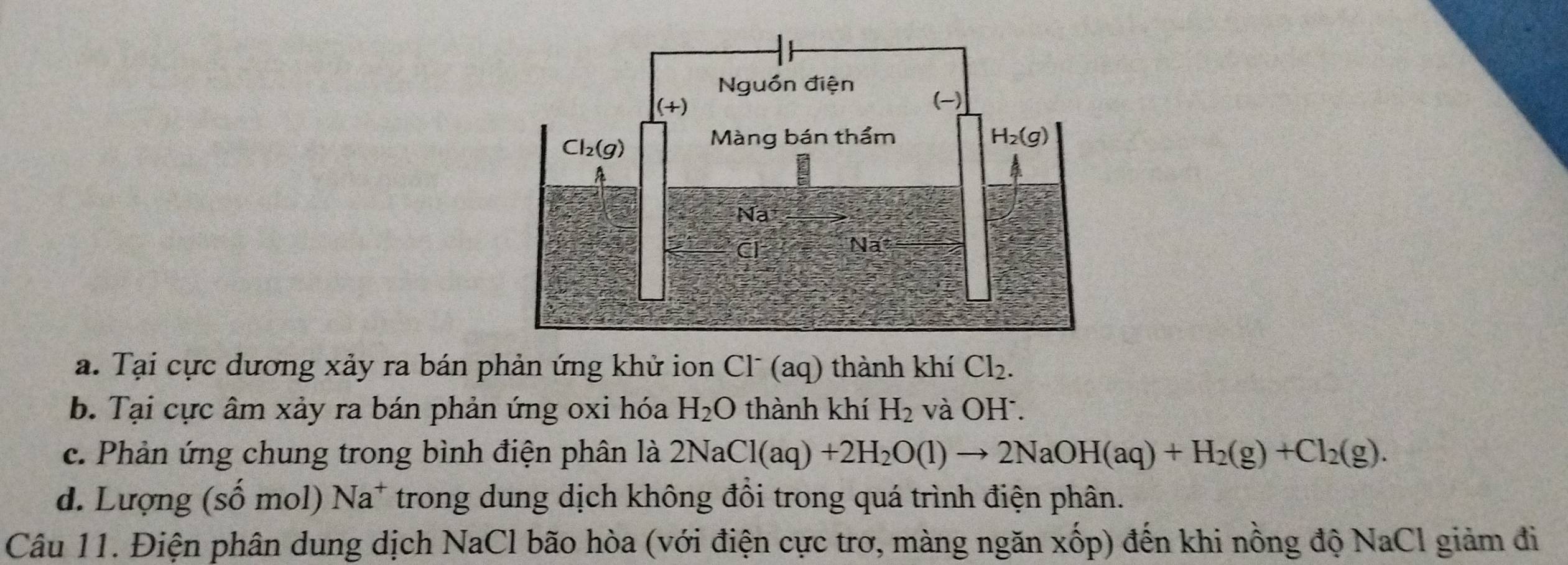 Tại cực dương xảy ra bán phản ứng khử ion Cl¯ (aq) thành khí Cl_2.
b. Tại cực âm xảy ra bán phản ứng oxi hóa H_2O thành khí H_2 và OH .
c. Phản ứng chung trong bình điện phân là 2NaCl(aq)+2H_2O(l)to 2NaOH(aq)+H_2(g)+Cl_2(g).
d. Lượng (số mol) Na^+ trong dung dịch không đồi trong quá trình điện phân.
Câu 11. Điện phân dung dịch NaCl bão hòa (với điện cực trơ, màng ngăn xốp) đến khi nồng độ NaCl giảm đi