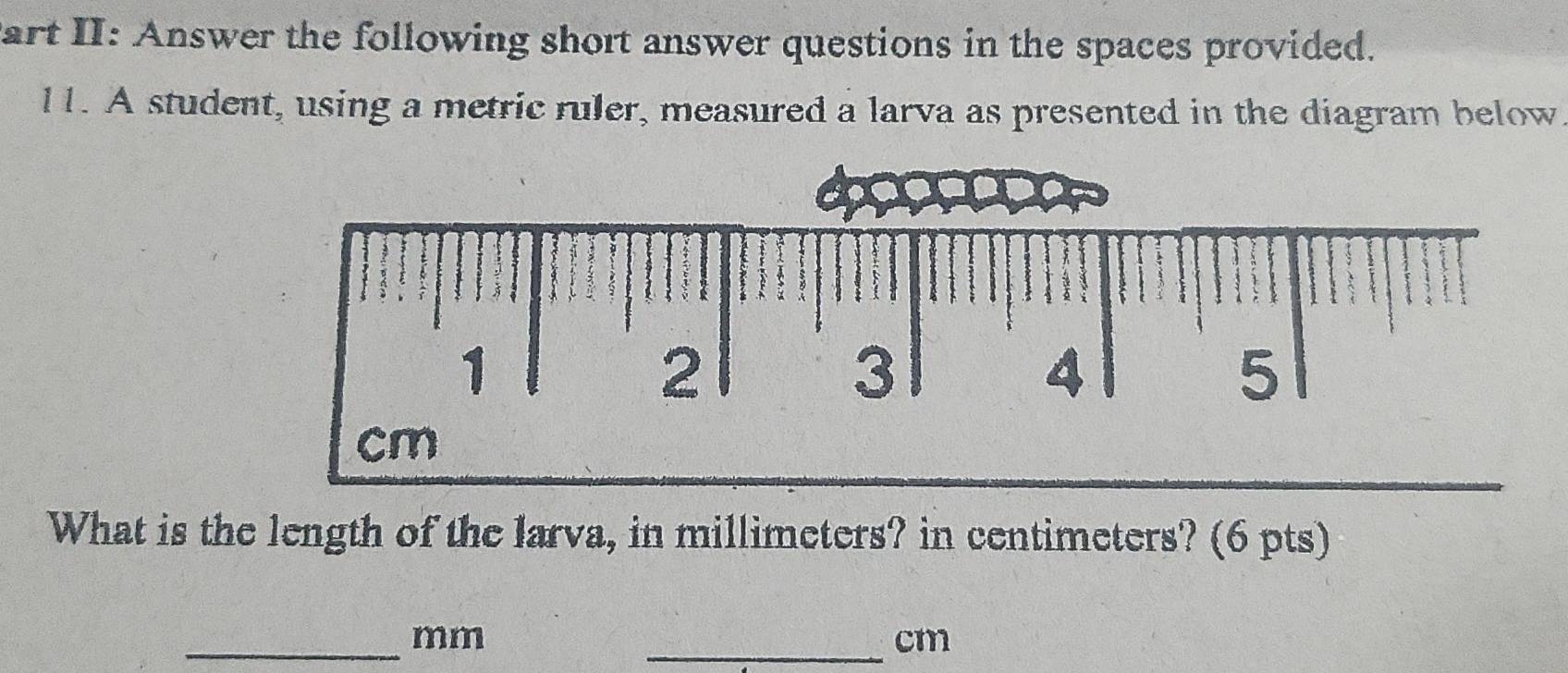 Part II: Answer the following short answer questions in the spaces provided. 
l1. A student, using a metric ruler, measured a larva as presented in the diagram below 
What is the length of the larva, in millimeters? in centimeters? (6 pts) 
_
mm
_ cm