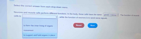 Select the correct answer from each drop-down menu 
Neurons and muscle cells perform different functions. In the body, these cells have the same 
cells is , while the function of neurons is to send nerve signals genetic maksup 4 The functian of mncle 
to form the inner lining of organs. Roset Nowt 
movement 
to support and hold organs in place