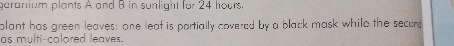 geranium plants A and B in sunlight for 24 hours. 
olant has green leaves: one leaf is partially covered by a black mask while the second 
as multi-colored leaves.