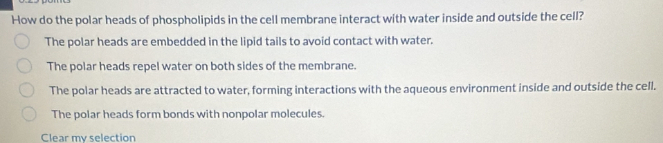 How do the polar heads of phospholipids in the cell membrane interact with water inside and outside the cell?
The polar heads are embedded in the lipid tails to avoid contact with water.
The polar heads repel water on both sides of the membrane.
The polar heads are attracted to water, forming interactions with the aqueous environment inside and outside the cell.
The polar heads form bonds with nonpolar molecules.
Clear my selection