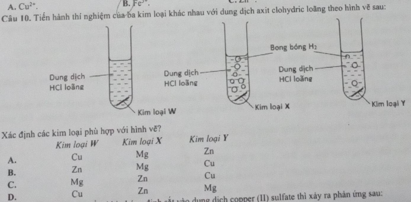 A. Cu^(2+).
B. Fe^(3+).
Câu 10. Tiến hành thí nghiệm của ba kiại khác nhau với dung dịch axit clohydric loãng theo hình vẽ sau:
Xác định các kim loại phù hợp với hình vẽ?
Kim loại W Kim loại X Kim loại Y
Zn
A.
Cu
Mg
Mg
Cu
B.
Zn
Zn
Cu
C.
Mg
Zn
D.
Cu
Mg
t vào dụng dịch copper (II) sulfate thì xảy ra phản ứng sau: