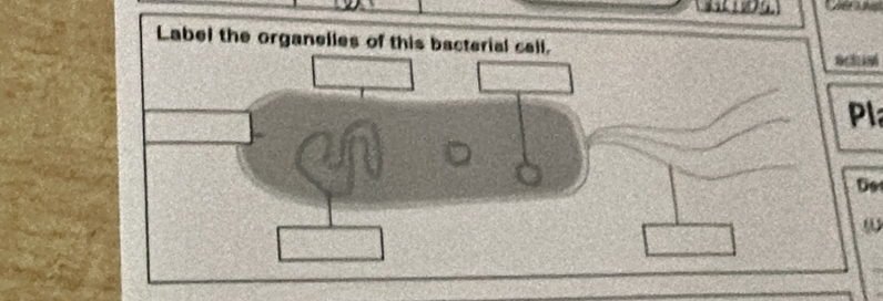 Label the organelles of this bacterial call. 
Pl