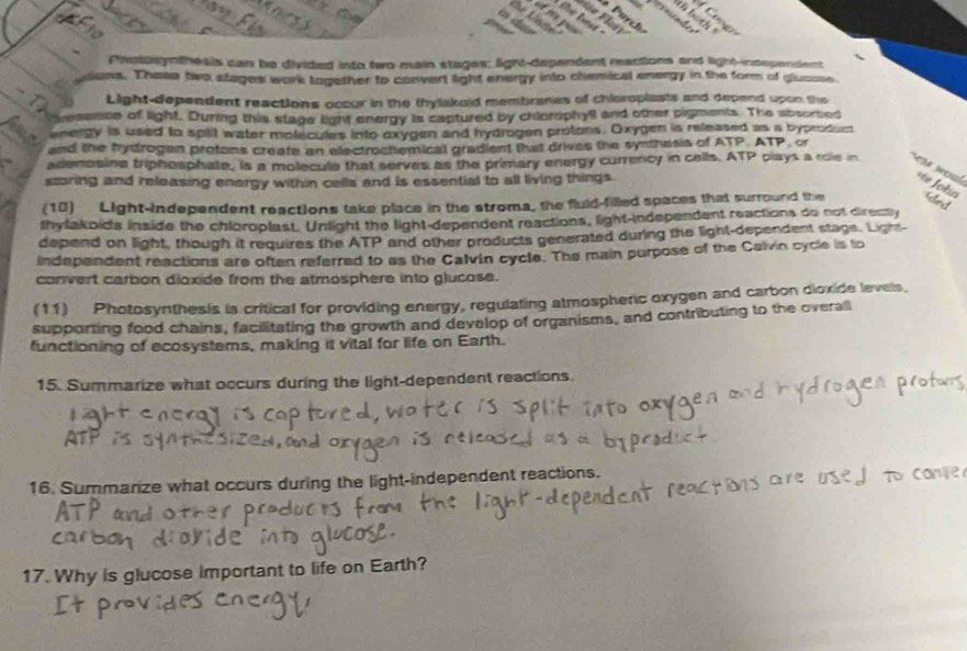 arc 
th ì thì 
F 
Pholusynthesis can be divided into two main stages: light-dependent reactions and light-insependent 
sons. These two stages work together to convert light energy into chemical energy in the form of glussse 
Light-dependent reactions occur in the thylakoid membranes of chicroplasts and depend upon the 
resence of light. During this stage ligh energy is captured by chiorophyll and other pigments. The absorced 
energy is used to split water molecules into oxygen and hydrogen protons. Oxygen is released as a byprodum 
and the bydrogen protons creafe an electrochemical gradient that drives the synthesis of ATP. ATP, or 
adenosine triphosphate, is a molecule that serves as the primary energy currency in cells. ATP plays a role in K wou *== John 
storing and releasing energy within cells and is essential to all living things 
(10) Light-independent reactions take place in the stroma, the fluld-filled spaces that surround the Ged 
thylakoids inside the chloroplast. Unlight the light-dependent reactions, light-independent reactions do not direcy 
depend on light, though it requires the ATP and other products generated during the light-dependent stage. Lighs- 
independent reactions are often referred to as the Calvín cycle. The main purpose of the Calvin cycle is to 
convert carbon dioxide from the atmosphere into glucose. 
(11) Photosynthesis is critical for providing energy, regulating atmospheric oxygen and carbon dioxide levels. 
supporting food chains, facilitating the growth and develop of organisms, and contributing to the overall 
functioning of ecosystems, making it vital for life on Earth. 
15. Summarize what occurs during the light-dependent reactions. 
16. Summarize what occurs during the light-independent reactions. 
17. Why is glucose important to life on Earth?
