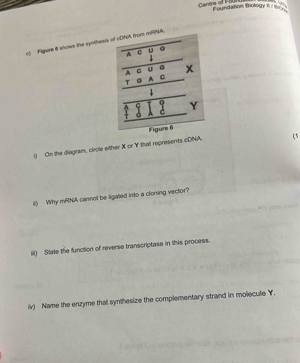 Centre of Foundl 
Foundation Biology II / B100 
c) Figure 6 shows the synthesisA. 
i) On the diagram, circle either X or Y that represents cDNA. 
(1 
ii) Why mRNA cannot be ligated into a cloning vector? 
iii) State the function of reverse transcriptase in this process. 
iv) Name the enzyme that synthesize the complementary strand in molecule Y.