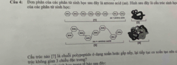 Đơn phân của các phân từ sinh học sau đây là amono acid (aa). Hình sau đây là cầu trúc sinh học 
của các phân từ sinh học: 
, ' " 
* âna sd 
[4] 
Cầu trúc nào [?] là chuỗi polypeptide ở dạng xoắn hoặc gắp nép, lại tiếp tục co xoắn tạo nên c 
trúc không gian 3 chiều đặc trưng? 
es trong tế bào sau đây