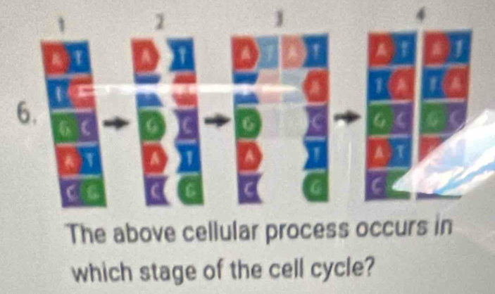 1 
6. 
The above cellular process occurs in 
which stage of the cell cycle?