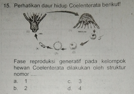 Perhatikan daur hidup Coelenterata berikut!
Fase reproduksi generatif pada kelompok
hewan Coelenterata dilakukan oleh struktur
nomor ....
a. 1 c. 3
b. 2 d. 4