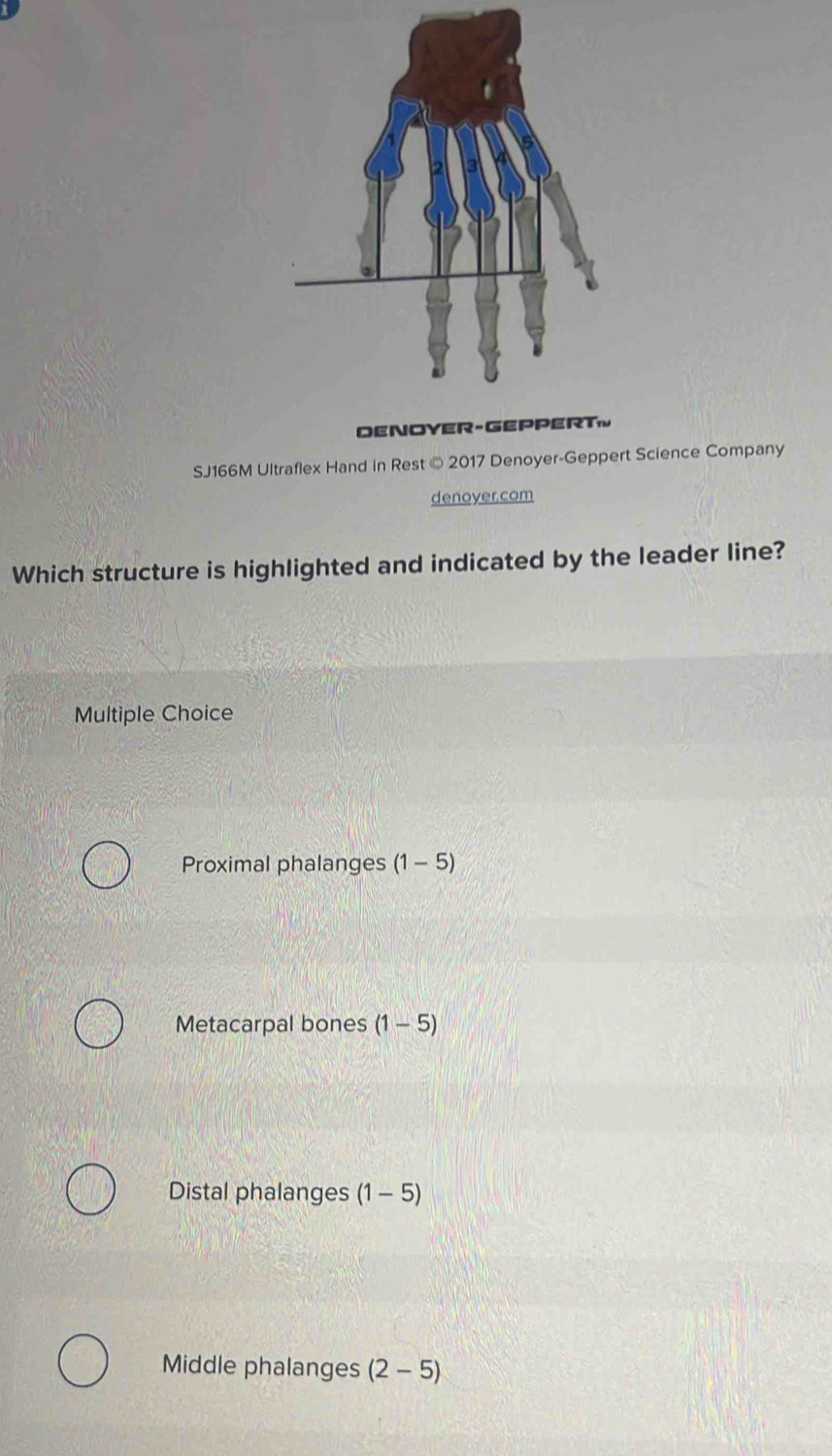 SJ166M Ultraflex Hand in Rest © 2017 Denoyer-Geppert Science Company
denoyer.com
Which structure is highlighted and indicated by the leader line?
Multiple Choice
Proximal phalanges (1-5)
Metacarpal bones (1-5)
Distal phalanges (1-5)
Middle phalanges (2-5)