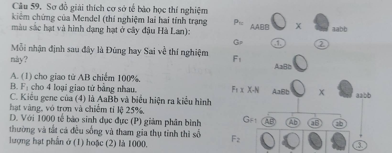 Sơ đồ giải thích cơ sở tế bào học thí nghiệm
kiểm chứng của Mendel (thí nghiệm lai hai tính trạng 
màu sắc hạt và hình dạng hạt ở cây đậu Hà Lan):
Mỗi nhận định sau đây là Đúng hay Sai về thí nghiệm
này?
A. (1) cho giao tử AB chiếm 100%.
B. F_1 cho 4 loại giao tử bằng nhau.
C. Kiểu gene của (4) là AaBb và biểu hiện ra kiểu hình
hạt vàng, vỏ trơn và chiếm tỉ lệ 25%.
D. Với 1000 tế bào sinh dục đực (P) giảm phân bình
thường và tất cả đều sống và tham gia thụ tinh thì số
lượng hạt phần ở (1) hoặc (2) là 1000.