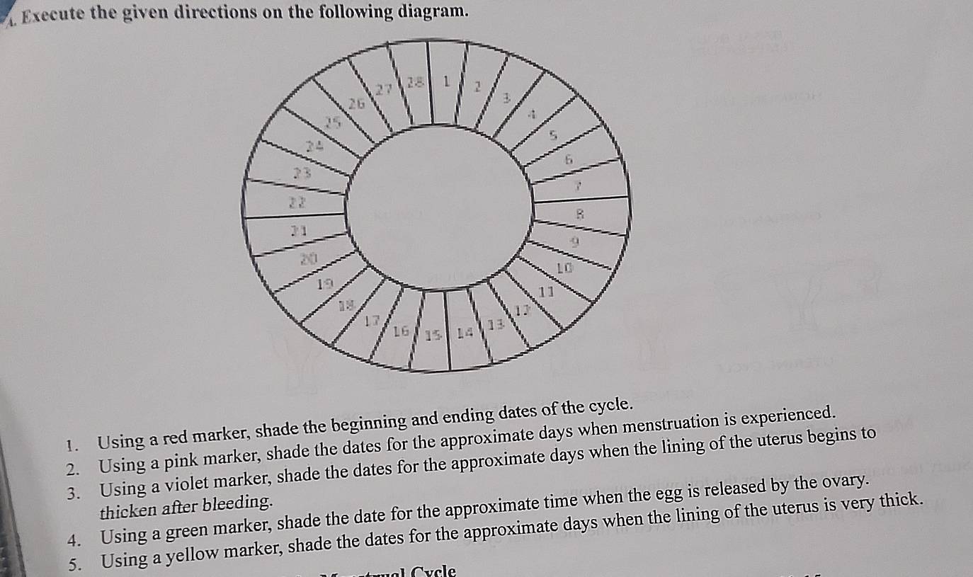 Execute the given directions on the following diagram.
1. Using a red marker, shade the beginning and ending dates of the cycle.
2. Using a pink marker, shade the dates for the approximate days when menstruation is experienced.
3. Using a violet marker, shade the dates for the approximate days when the lining of the uterus begins to
thicken after bleeding.
4. Using a green marker, shade the date for the approximate time when the egg is released by the ovary.
5. Using a yellow marker, shade the dates for the approximate days when the lining of the uterus is very thick.