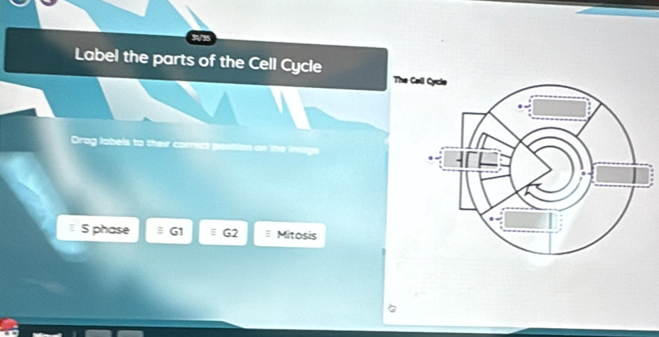 Label the parts of the Cell Cycle 
Th 
Drog labels to their correct pasition on the imags 
S phase G1 G2 Mitosis