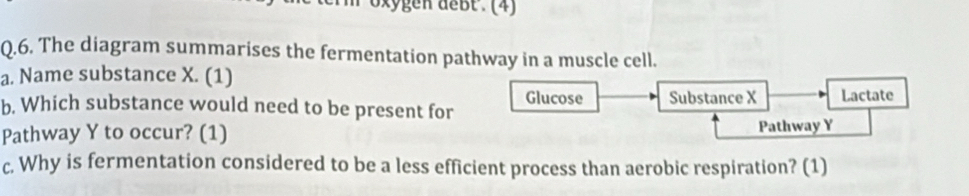 xygen debt . (4) 
Q.6. The diagram summarises the fermentation pathway in a muscle cell. 
a. Name substance X. (1) 
b. Which substance would need to be present for Glucose Substance X Lactate 
Pathway Y to occur? (1) Pathway Y
c. Why is fermentation considered to be a less efficient process than aerobic respiration? (1)