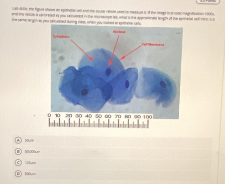 Lab skilis, the figure shows an epithelial cell and the ocular reticle used to measure it. If the image is at total magnification 1000x,
and the resicle is calibrated as you calculated in the microscope lab, what is the approximate length of the epithelial cell? Hint: it is
the same length as you calculased during class, when you looked at epithelial cells.
A 50um
B 50,000um
C 125um
D 500um